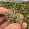 white runtz strain
