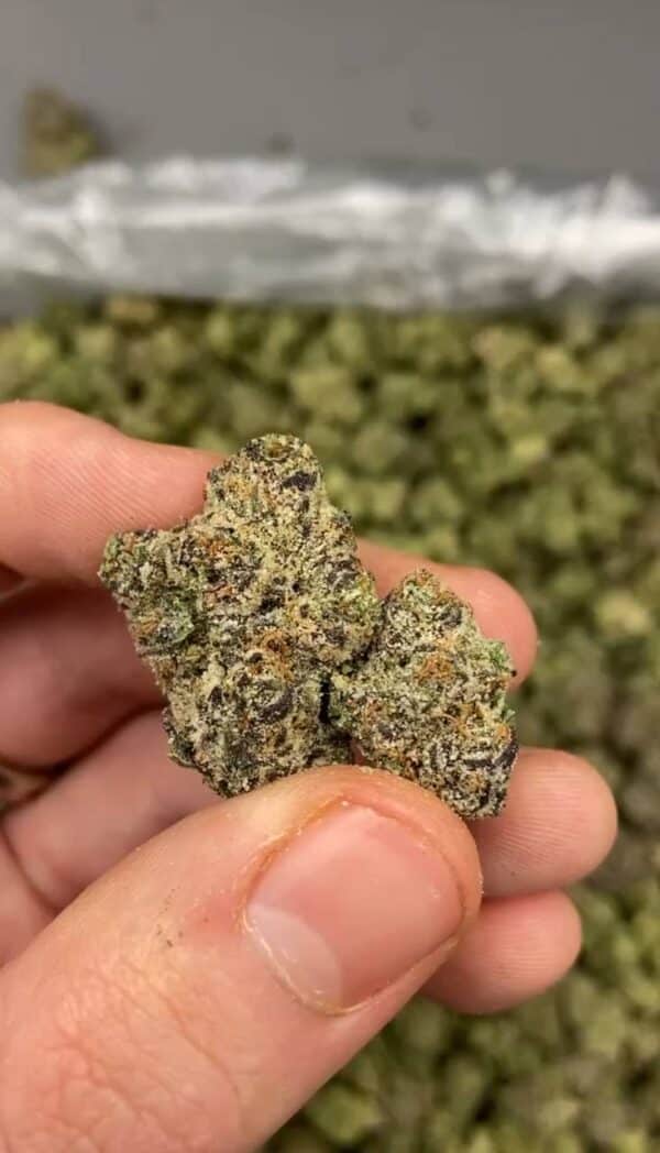 white runtz strain