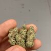 garlic knots strain