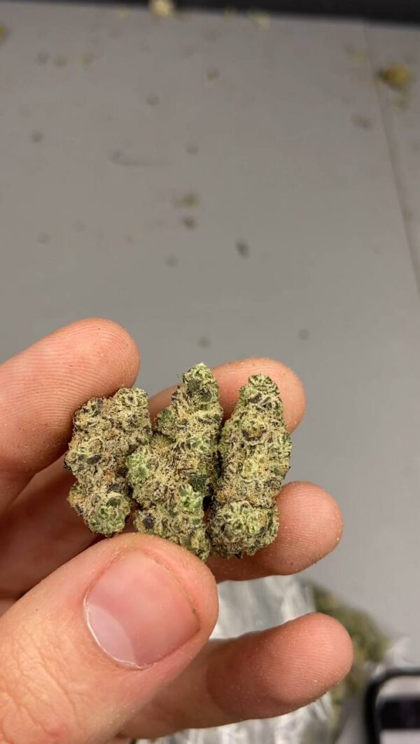 garlic knots strain