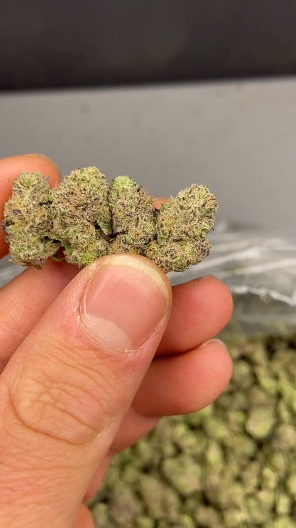 Gush Mints strain